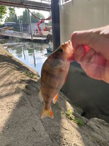European Perch