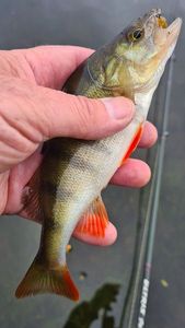 European Perch