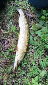Northern Pike