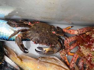 Velvet Swimming Crab