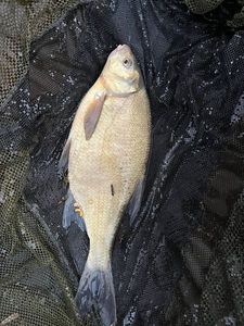 Common Bream