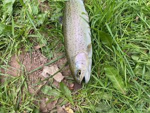 Rainbow Trout