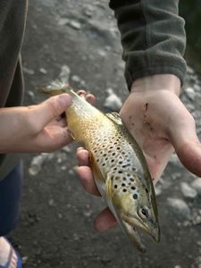 Brown Trout