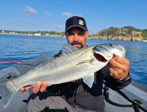 European Bass (Seabass)