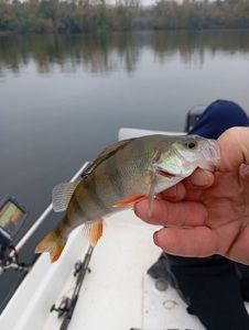 European Perch