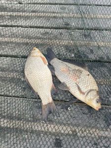 Crucian Carp