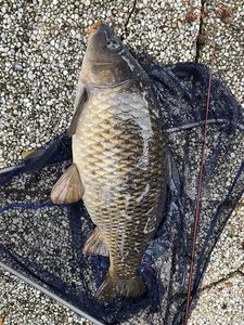Common Carp