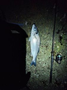 European Bass (Seabass)