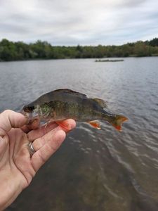 European Perch