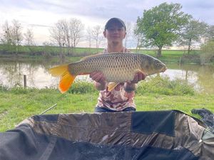 Common Carp