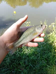 Largemouth Bass