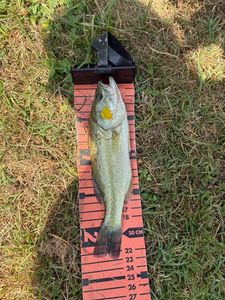 Largemouth Bass