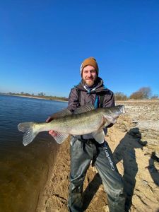 Zander