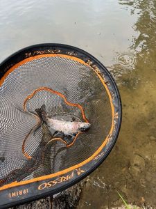 Rainbow Trout