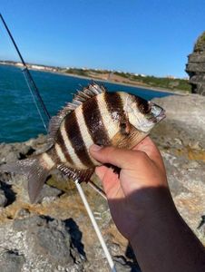 Sar tambour