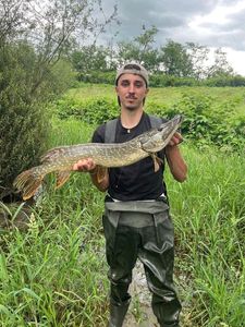 Northern Pike