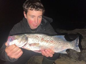 Spotted Seabass