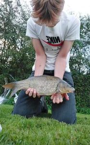 Common Carp
