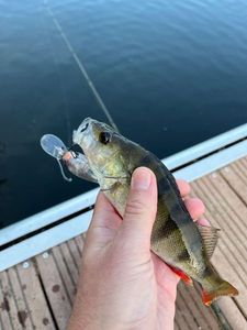 European Perch