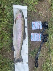 Rainbow Trout