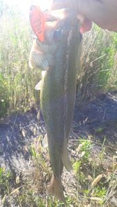 Smallmouth Bass
