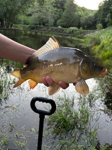 Mirror Carp