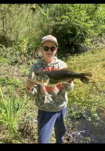 Largemouth Bass