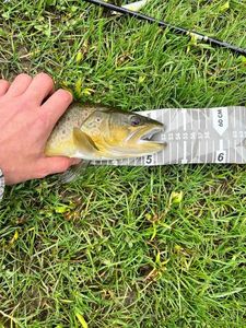 Brown Trout