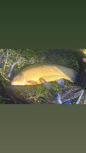 Tench