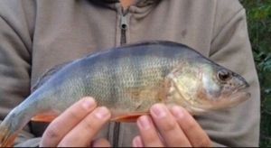 European Perch