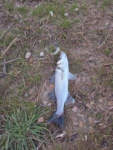 European Bass (Seabass)