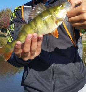 European Perch