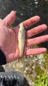 Brown Trout