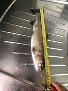 Rainbow Trout