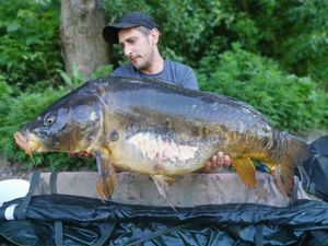 Common Carp