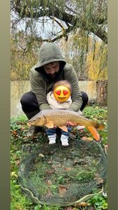 Common Carp