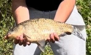 Prussian Carp