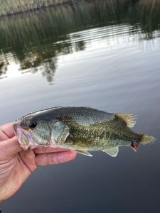Largemouth Bass