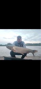 Grass Carp