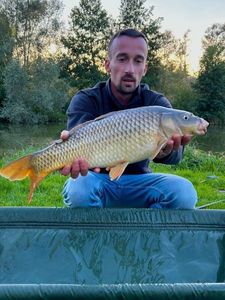 Common Carp