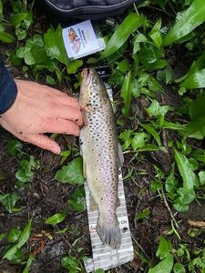 Brown Trout