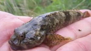 Bullhead