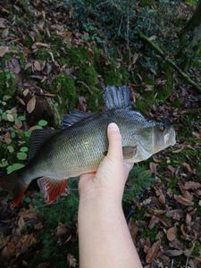 European Perch