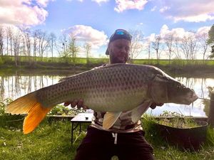 Common Carp