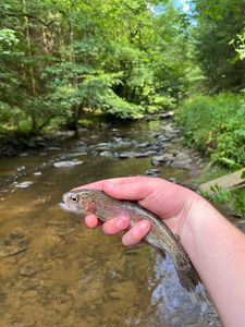 Rainbow Trout