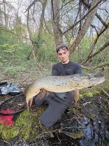 Chain Pickerel