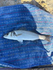 European Bass (Seabass)