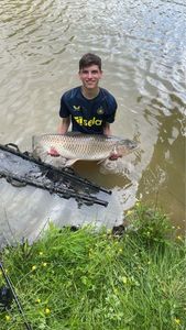 Grass Carp