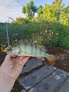 European Perch