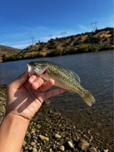 Largemouth Bass